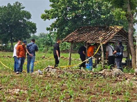 ngentot di kebun|Setubuhi Pelajar SMP di Kebun Jagung, 3 Remaja di Sumbawa。